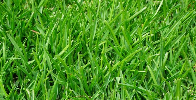 A healthy Bermuda lawn, free from rye grass, showcasing a vibrant green landscape.
