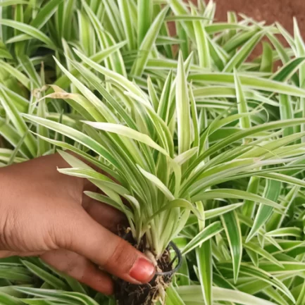 Spider Plant Sapling