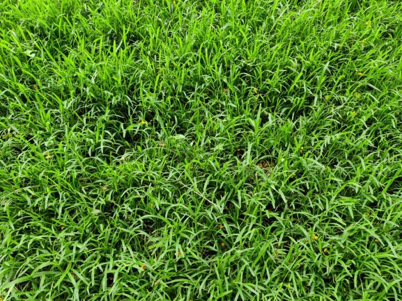 When To Plant Bermuda Grass