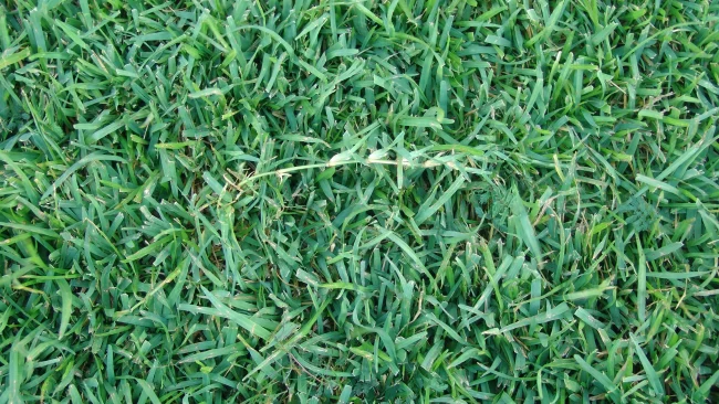 Will Centipede Grass Grow In Shade