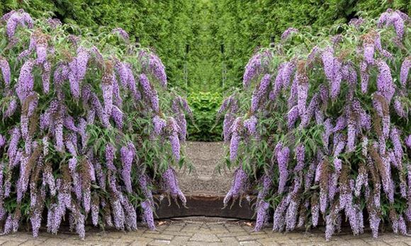 Butterfly Bush Toxic Dogs or not