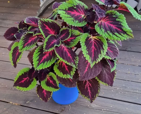 Coleus Plants Live Indoors or Outdoors