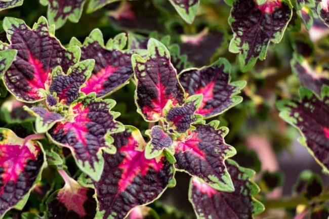 Coleus Toxic To Cats or not