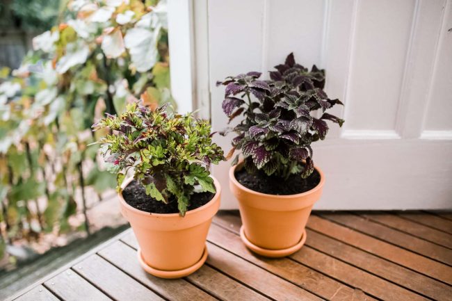 How Long Do Coleus Plants Live Indoors or Outdoors