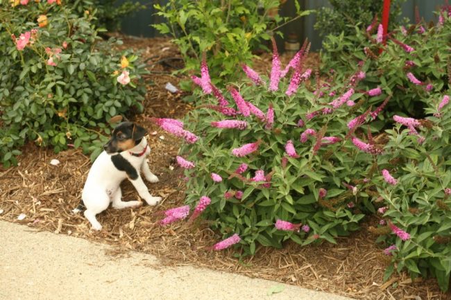 Is Butterfly Bush Toxic To Dogs