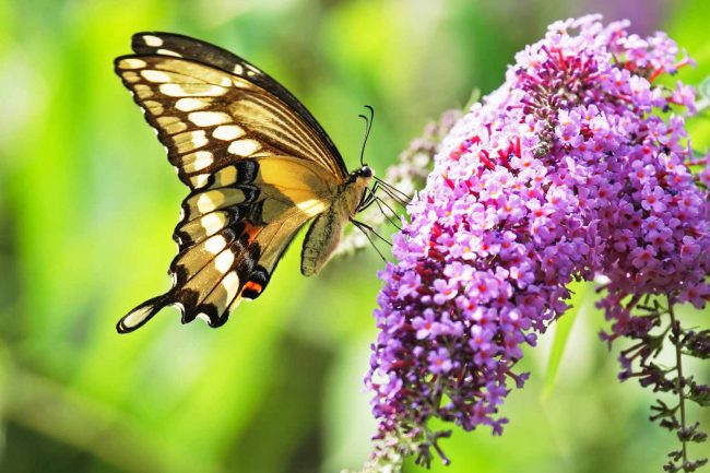 Plant Butterfly Bush