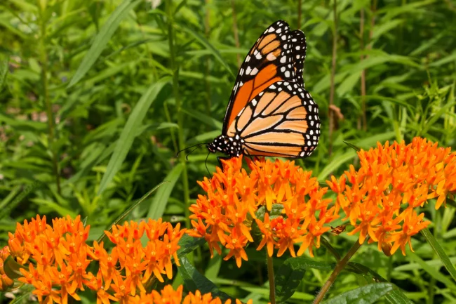 What To Plant With Butterfly Bush