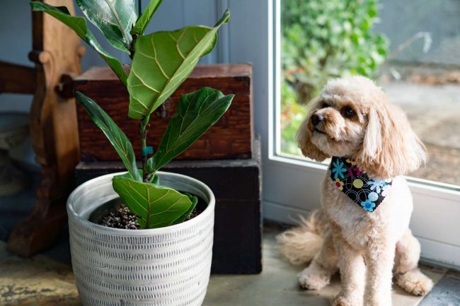 Are Fiddle Leaf Fig Toxic To Dogs