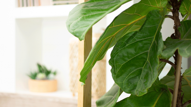 How To Clean Fiddle Leaf Fig Leaves