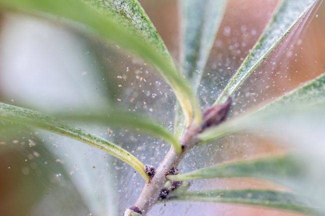 How To Get Rid Of Spider Mites On Indoor Plants