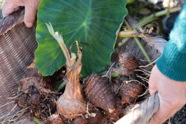 How To Plant Elephant Ear Bulbs In A Pot