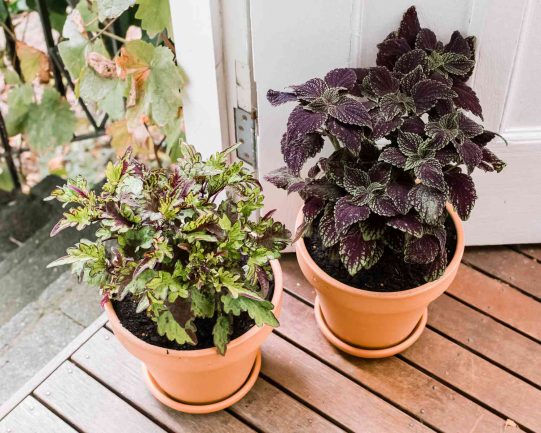 Can Coleus Grow Indoors