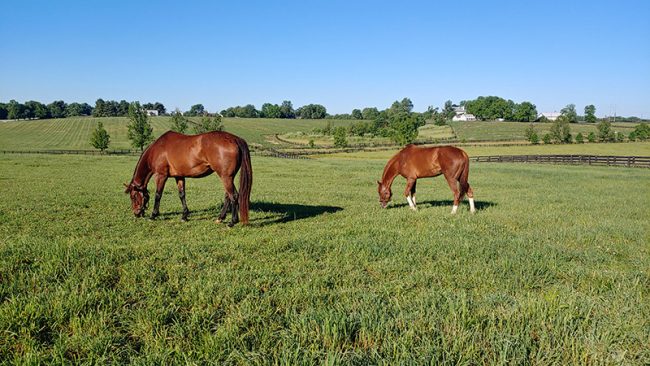 Can Horses Eat Fescue Grass