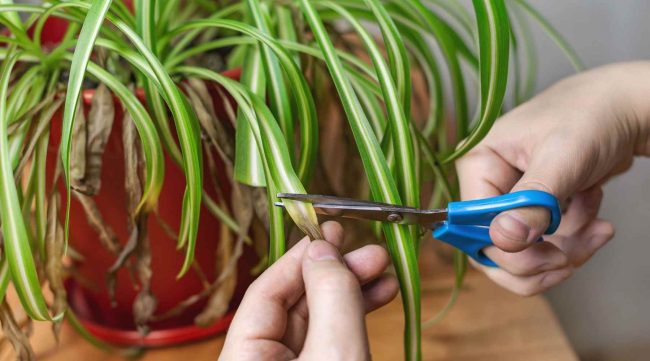 Curly Spider Plant & Eco Coconut Pot