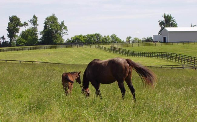 Horse breeders over tall fescue toxicity