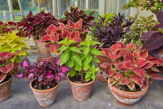 How to Grow New Coleus Plants from Cuttings