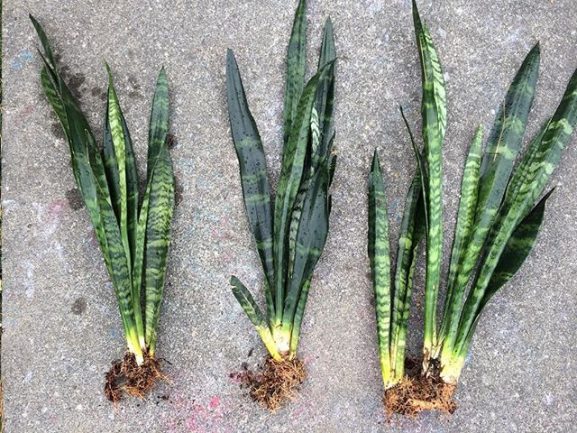 Repotting a Snake Plant