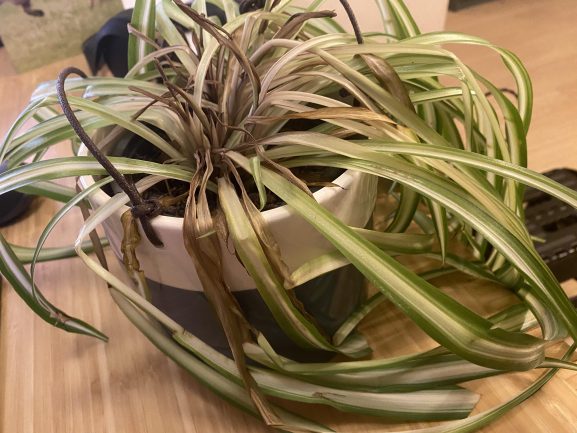 Why Are My Spider Plant Leaves Turning Brown