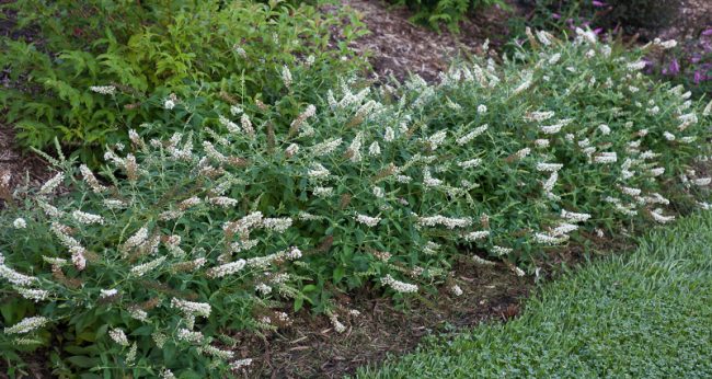 Are Butterfly Bushes Deer Resistant