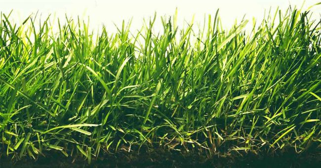 Does Fescue Grass Spread