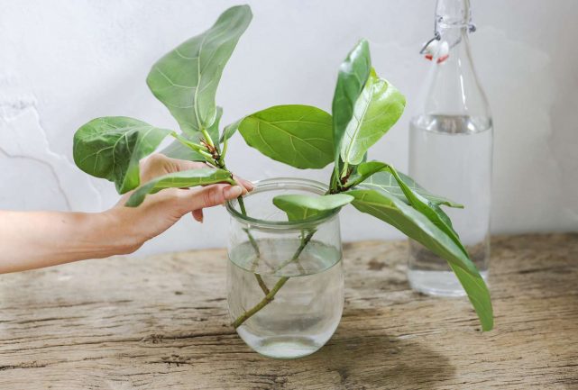 How To Propagate Fiddle Leaf Fig