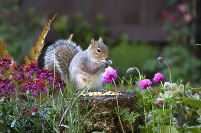 How To Get Rid of Squirrels In Garden