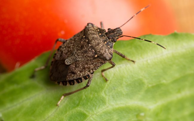 How To Get Rid of Stink Bugs In Garden