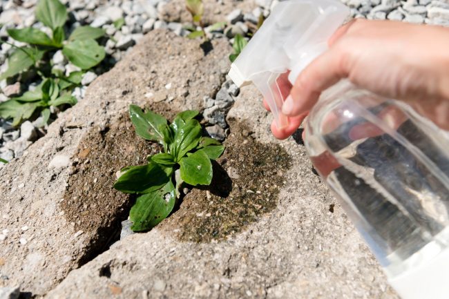 Will Vinegar Kill Grass or Just Weeds