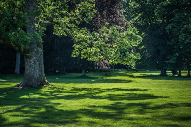 Will Zoysia Grass Grow In Shade