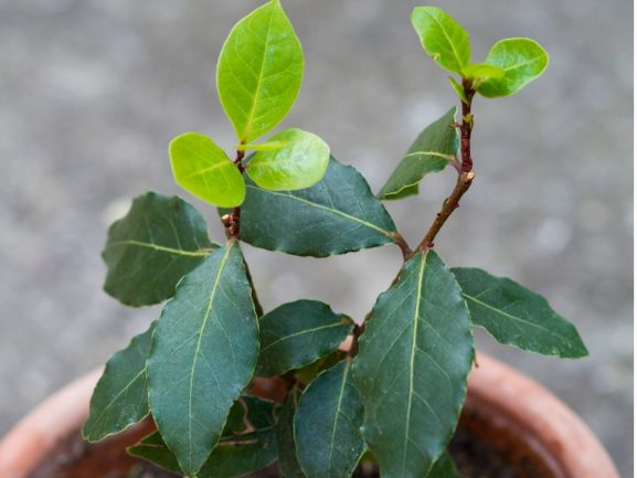 Caring for Your Bay Tree: The Basics