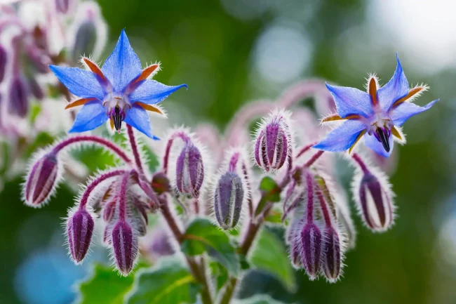 How to Grow Borage