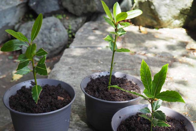 How to Repot Your Bay Tree