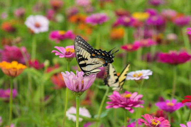 Attract Pollinators Like Bees and Butterflies