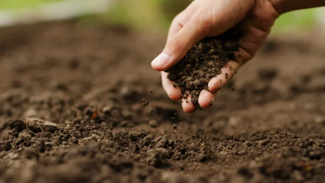 Choose the Right Soil for Your Garden