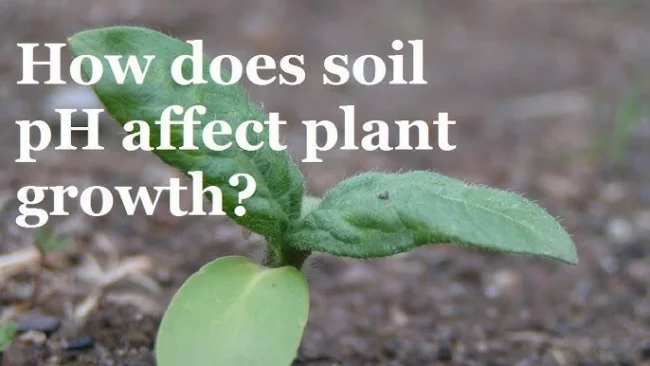 How Does Soil PH Affect Plant Growth