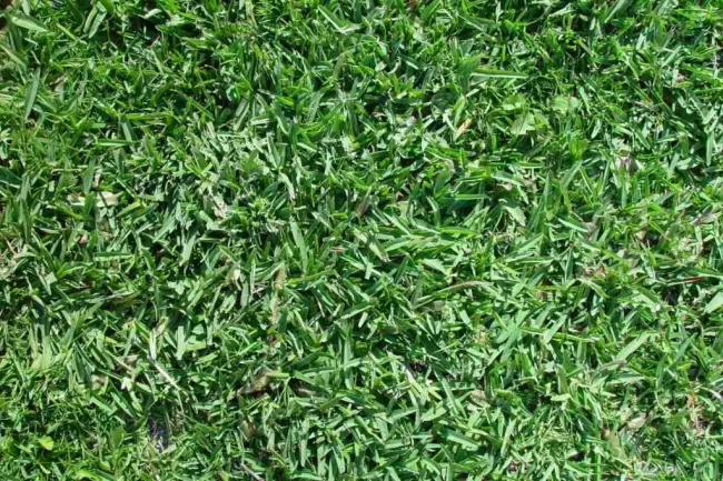 How Much Sunlight Does Buffalo Grass Need