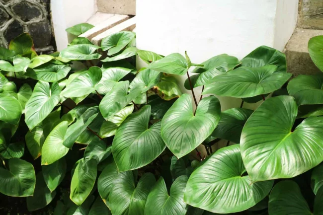 How to Plant, Grow, and Care for Elephant Ear Plants