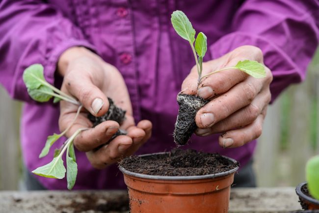 Mistakes New Gardeners Make