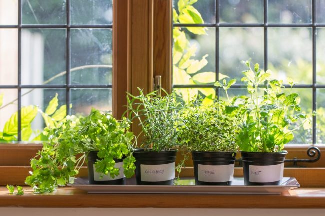 Start Your Own Organic Herb Garden at Home