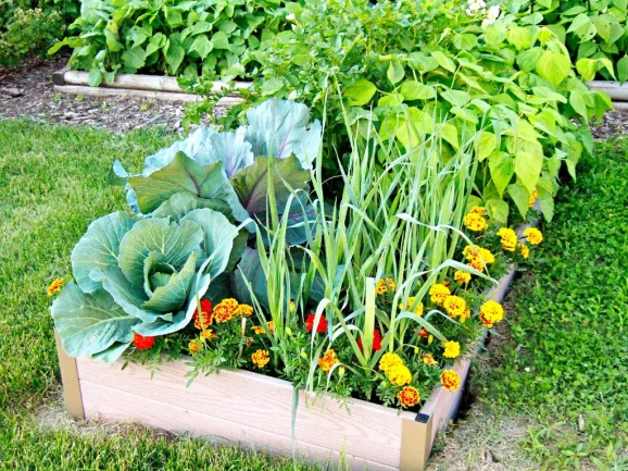 When Should I Plant My Garden