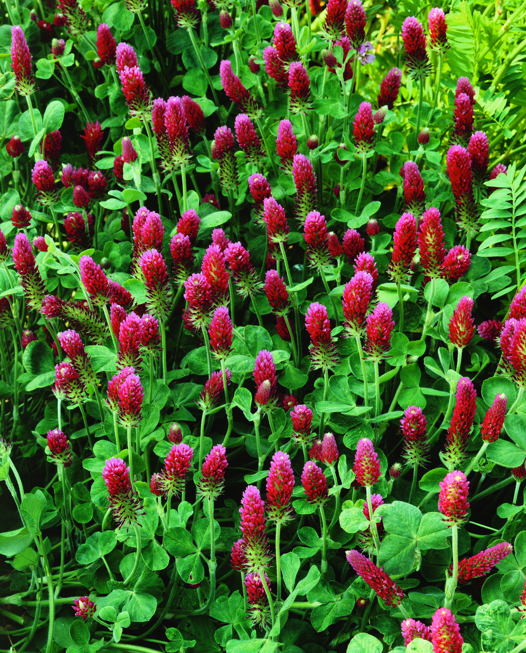 Trifolium incarnatum