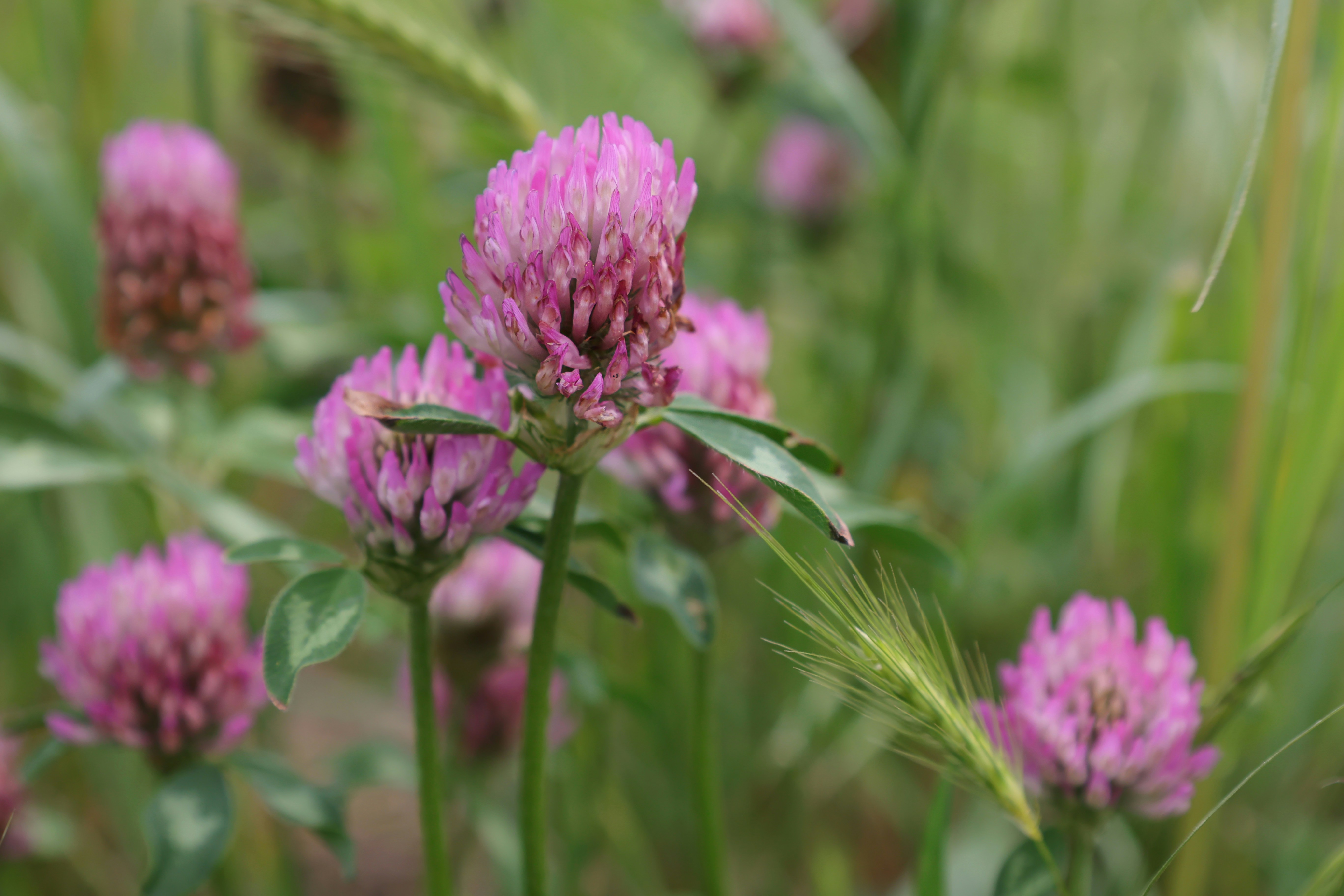 Red Clover Photo