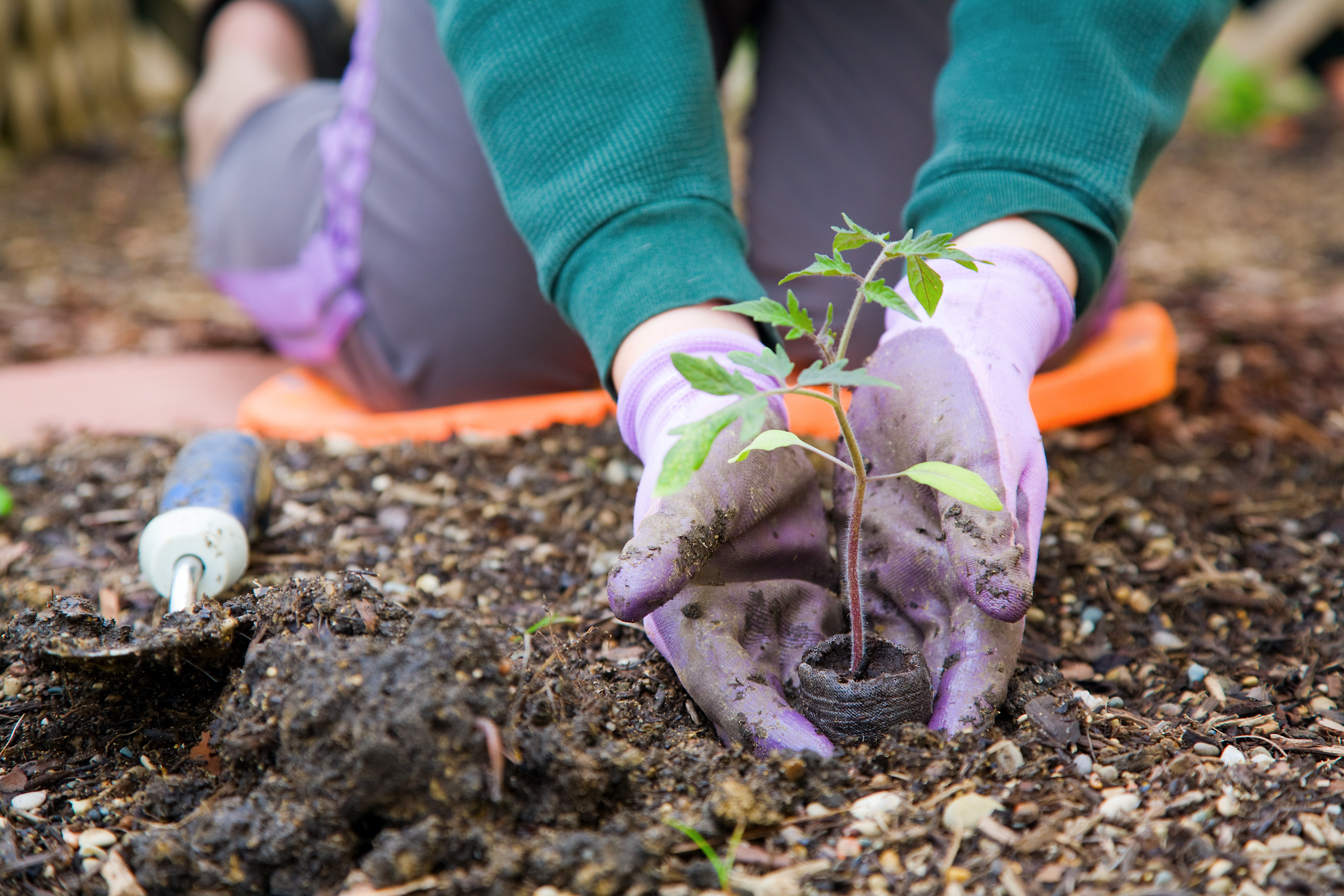 planting-fruit-trees