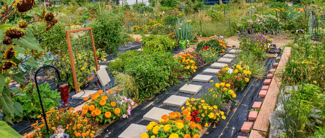 How to Start a Community Garden in Your Neighborhood