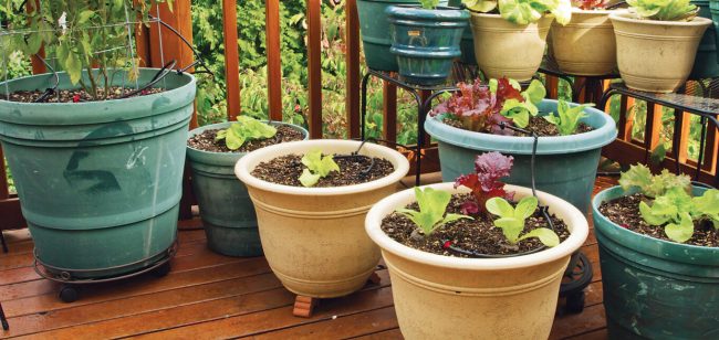 Using Compost in Small Space Gardening
